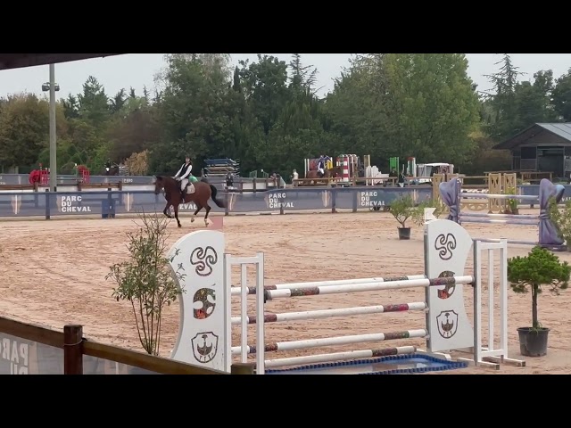 Jument KWPN 6 ans x-rays RAS prospect Am1/Elite/Hunter
