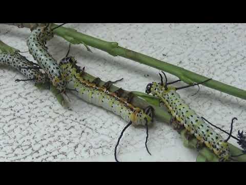 Bart breeds aliens today: owl moths (Brahmaea japonica)