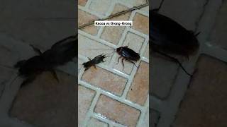 Download lagu Pertarungan Orong-Orong vs Kecoa #hewan #orongorong #kecoa mp3 Download lagu Pertarungan Orong-Orong vs Kecoa #hewan #orongorong #kecoa mp3