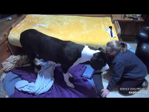 Sunroom 1108pm Sizzle no pups yet Heather TLC 7272020