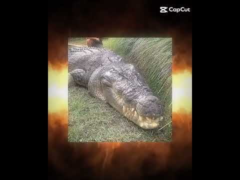 Purussaurus Vs. Salt water crocodile