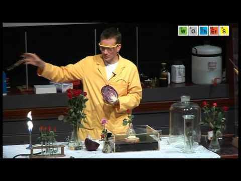 Free Range Chemistry (2008): Sulphur - Burning Sulphur