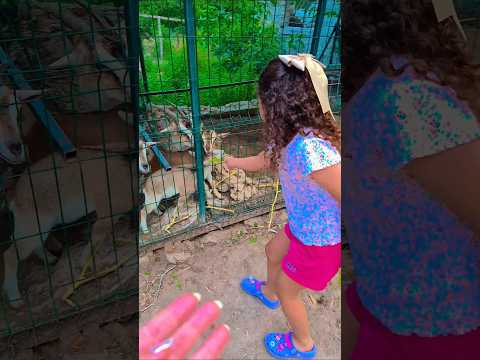 yavru keçiler #kesfeteyyiz #youtubeshorts #shorts #shortvideo