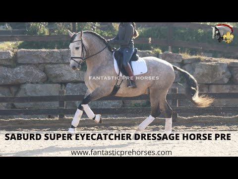 SABURD • FANTASTIC PRE HORSE FOR SALE TOP DRESSAGE HORSE OF 5YO & 1.70M