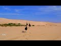 3 Emus Running Up On The Sand Dunes By Getty Images