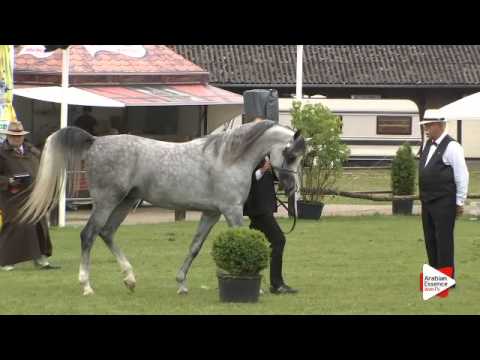 N.147 E.S. HARIR - Ströhen 2015 B-Show - Stallions 4 to 6 years old (Class L)