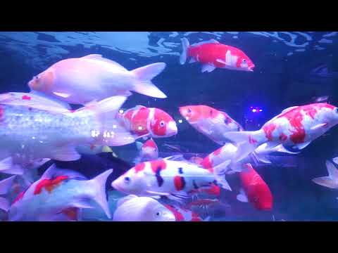 NÓI ĐẾN CÁ CẢNH THÌ PHẢI NHẮC ĐẾN CÁI TÊN ĐẠI PHÁT TÀI