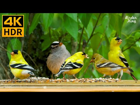 Cat TV for Cats to Watch 😺🐤 Beautiful Goldfinch Birds and Squirrels ❤️ 8 Hours(4K HDR)