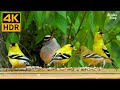 Cat TV For Cats To Watch Beautiful Goldfinch Birds And Squirrels ️ 8 Hours 4K HDR
