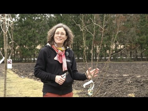 UPPBYGGNADSBESKÄRNING AV UNGA FRUKTTRÄD