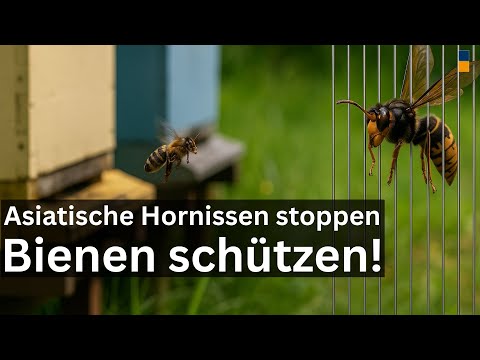 So schützt du deine Bienen! Elektrische Harfen gegen Asiatische Hornissen!