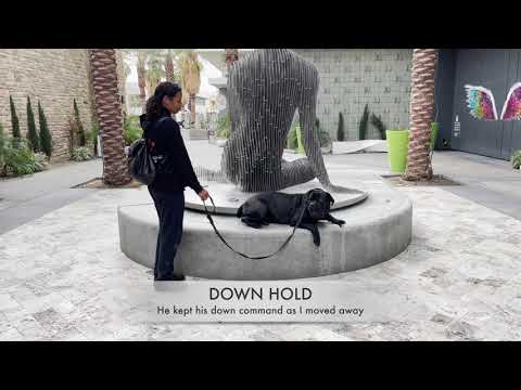 Lucky Dog Training : The Elite Dog Training Service of the CV. video.