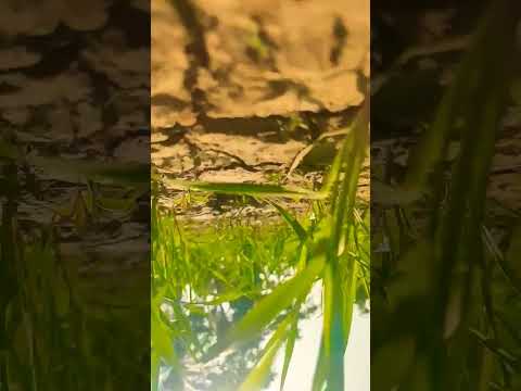 Prakrutik Drishya 😱 | #shorts #ytshorts #reels #garv #viral #nechural