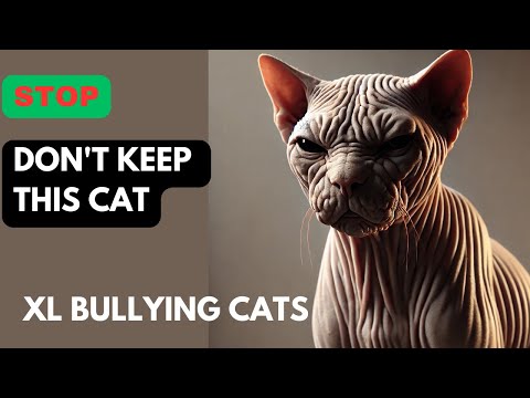 Ameera Channel II DON'T KEEP THIS CAT "XL BULLYING CATS" #ameera #BULLYCAT #cutedog #dog #cat