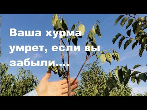 Почему умирает ваша  хурма.