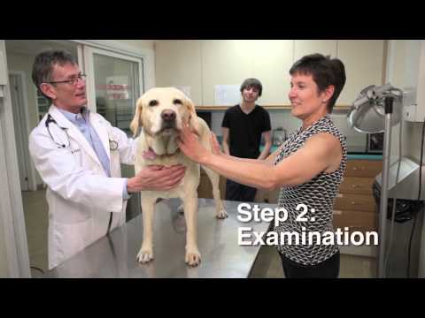 Pet Nutrition Assessments / Évaluation de la nutrition des animaux de compagnie