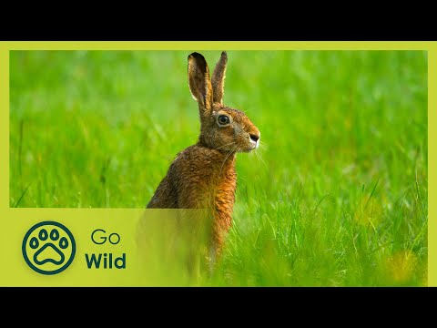 Springtime Stories - Go Wild
