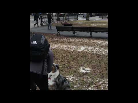 Triumph Dog Training LLC video.