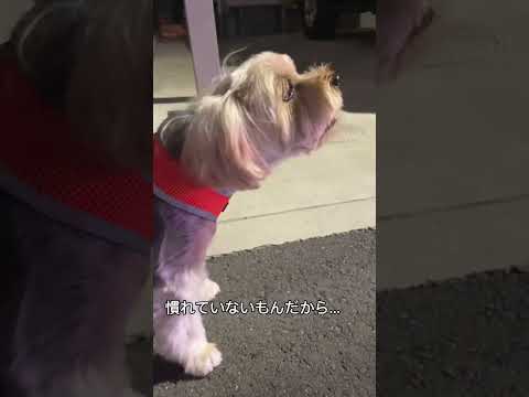 ヨーキープーまたはヨーキプー