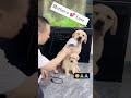 dogs love🥰😁 # trending #like #subscribe
