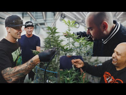 Berner - Bigger Business: Cookies Genetics R&D at One Log