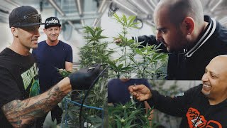 Berner - Bigger Business: Cookies Genetics R&amp;D at One Log