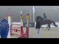 Gelding sBs Belgian Warmblood For sale 2018 Bay