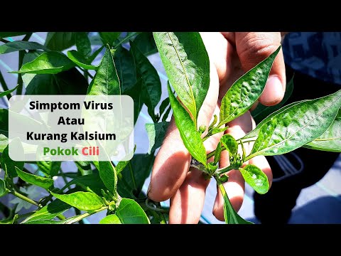 , title : 'Simptom Virus Atau Kurang Kalsium?'
