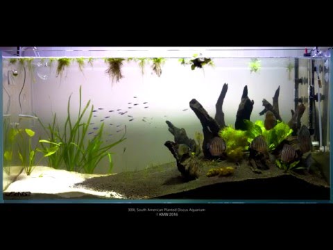 300L Planted Discus Aquarium - Day 15 (Canon 5D Mark III RAW Video)