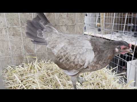 Chocolate Henny Pullet