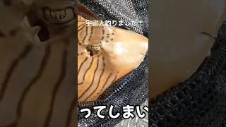 海外で沖縄式タイラバやったら… #釣り #釣り女子 #オーストラリア