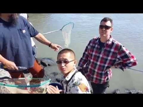 download lagu mp3 mp4 Cooking Hooligan Fish, download lagu Cooking Hooligan Fish gratis, unduh video klip Cooking Hooligan Fish