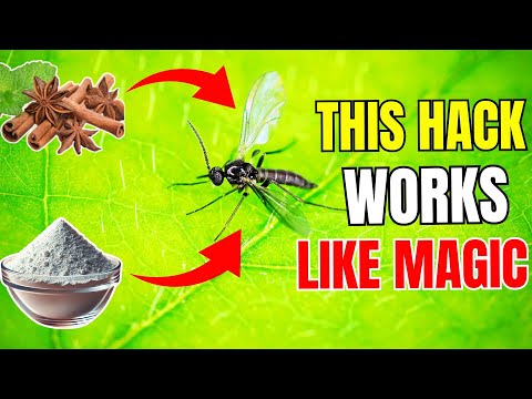 Never See A Fungus Gnat Again: The Secret Hack Every Plant Owner Needs