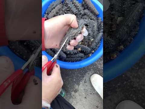 Processing sea cucumber: A nutrient-rich marine organism commonly used in traditional dishes