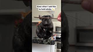 This could be his theme song #chinchilla #pets #cute