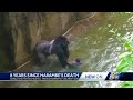 8 Years Since Harambe The Gorilla Shot Killed After Child Fell Through Barrier