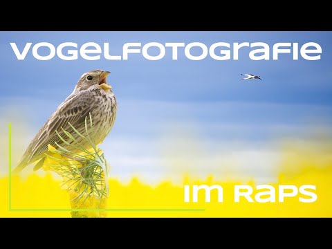 Vögel im Raps fotografieren - Naturfotografie / Vogelfotografie - Tutorial