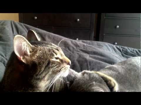 Longest cat licking another cat's ear/ cat ear cleaning.