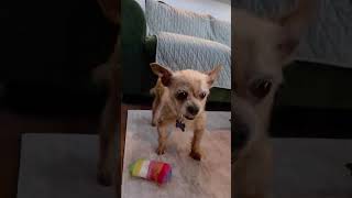 Video preview image #1 Chi-Poo (Miniature) Puppy For Sale in Mission Viejo, CA, USA