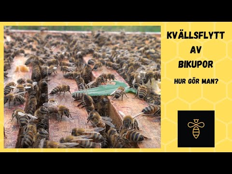 Kvällsflytt av bin