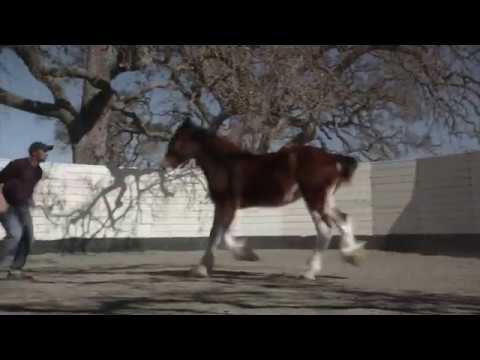 2013 Budweiser Super Bowl Ad — Extended Version of The Clydesdales  Brotherhood   YouTube