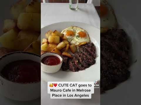 🥰❤️ CUTE CAT goes to Mauro Cafe in Melrose Los Angeles #shorts #cutecat #cats #gingercat #cute #cat