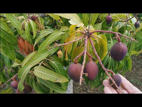 Mango Farm - A Piece Of Paradise by Mark Bajerski