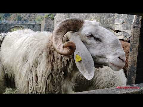 MONTONE, CAPRE E PECORE ALLA 36^ MOSTRA OVINA DI RAZZA SAMBUCANA A VINADIO (CN) DOM. 30 - 10 - 2022.