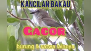 Download lagu suara kicau burung siulan bakau merdu memanggil burung lain mp3 Download lagu suara kicau burung siulan bakau merdu memanggil burung lain mp3