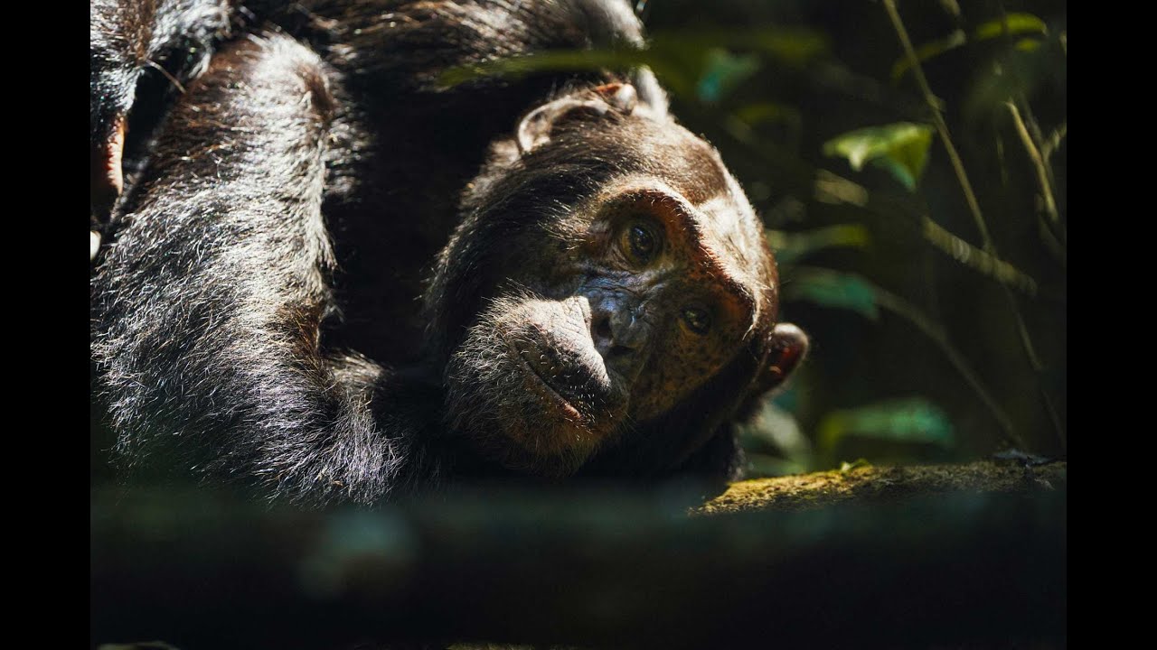 On Safari at Kyambura Lodge