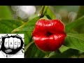 Top 10 Most Beautiful But Strange Flowers