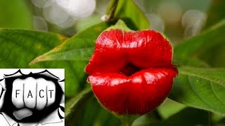 Top 10 Most Beautiful But Strange Flowers