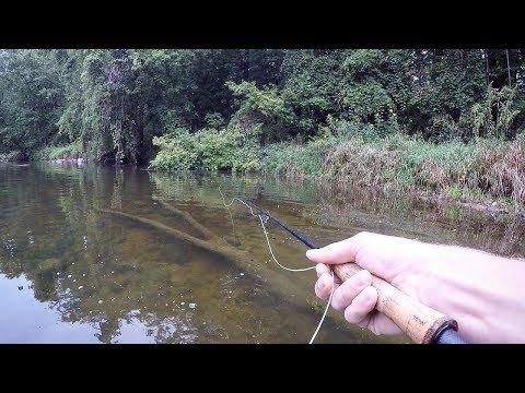 Karpe på flue i åen