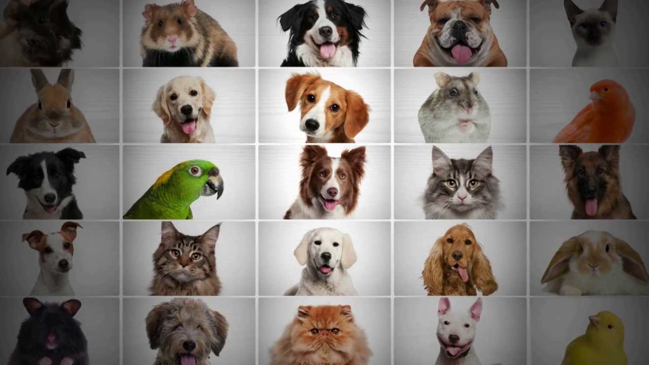 Żwirek Pestell Life Mate kontra standardowy żwirek bentonitowy.